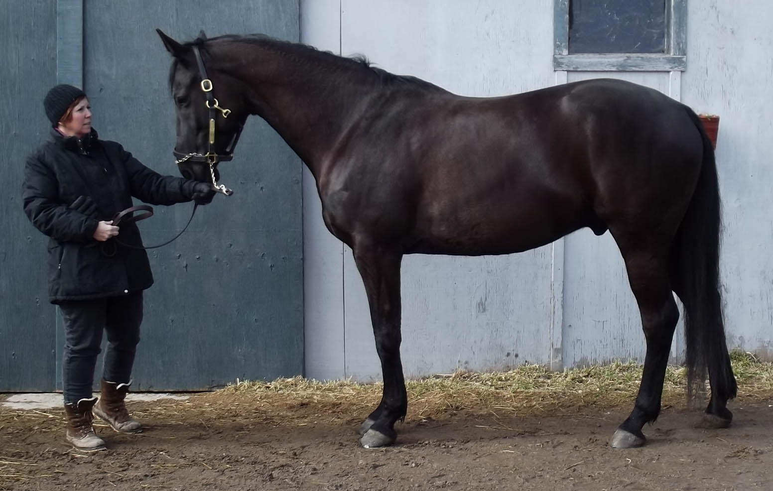 Super Dressage Prospect - Ready to Show